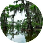 Louisiana Swamps